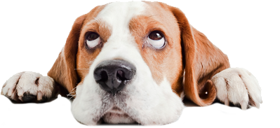 Footer - Köpek - Resim